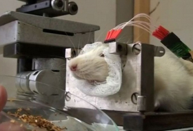 Rats could be used to replace sniffer dogs - VIDEO